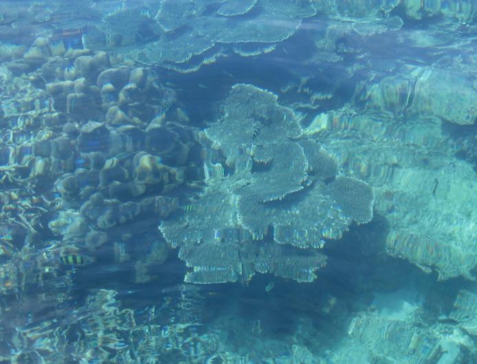 [The Amazing World under the Surface]